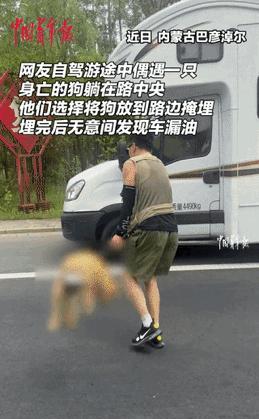 “也许这就是因果吧！”内蒙古，一对夫妻在公路上，看见一只大狗被撞身亡，夫妻俩不忍
