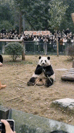 大家你们看嘛！成都的熊猫花花，正吃得竹子香哦。突然饲养员爷爷端个黑假发过来，操作