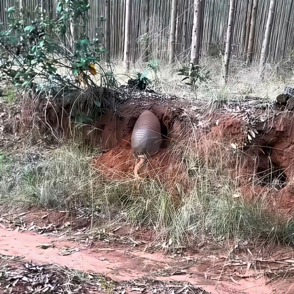 在小土坡上发现了这个玩意，一开始以为是只大龙猫呢