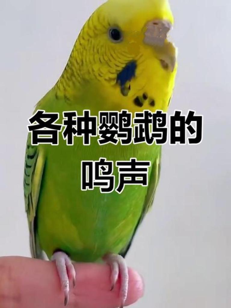 超萌预警！一只鹦鹉扯着嗓子喊“爸爸”，还带着丰富小情绪，时而急切时而撒娇，简直成