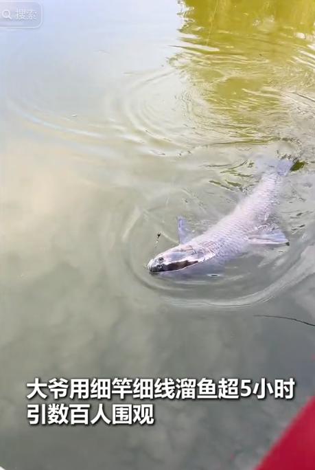 “大爷还是大爷！”贵州遵义，一名大爷在小湖里钓中一条体型惊人的大鱼，可他手里用的