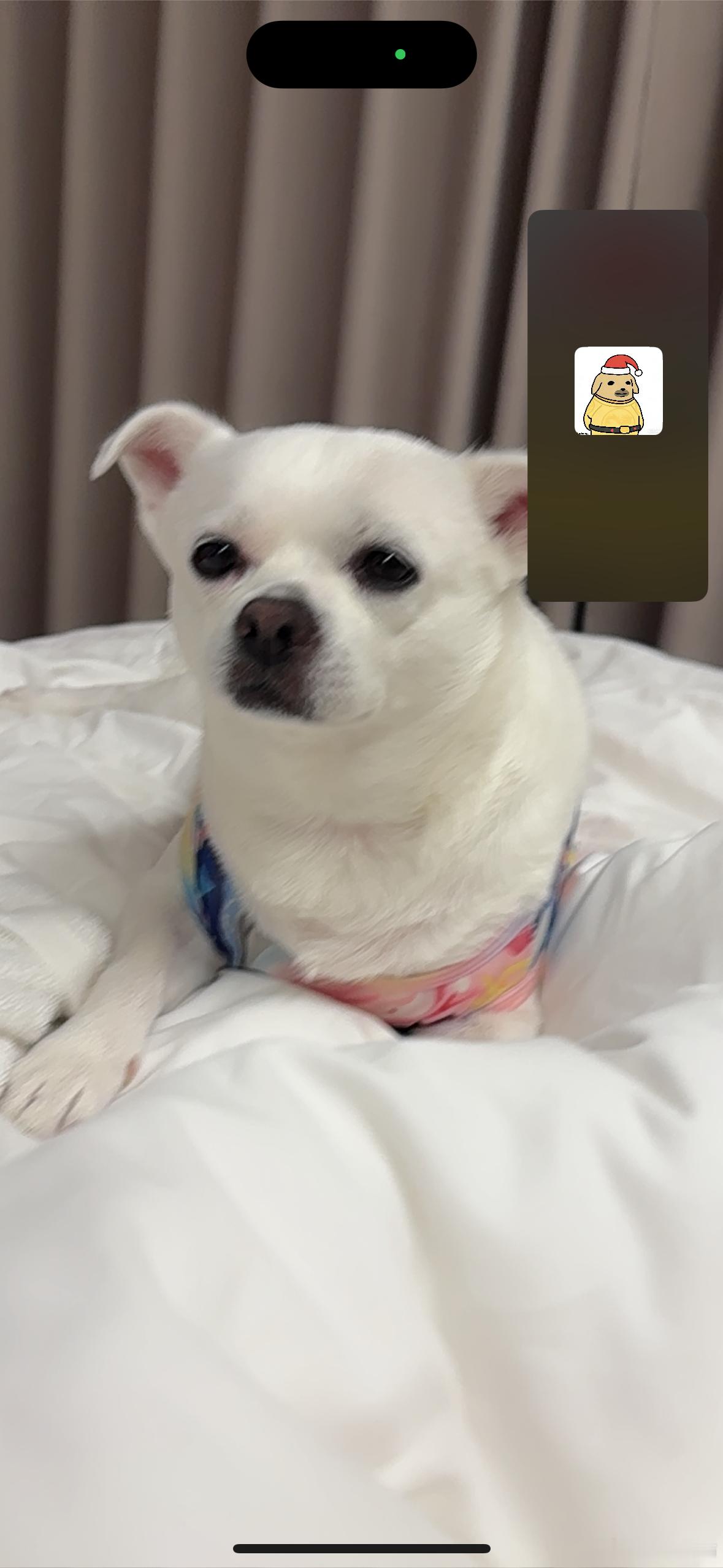 所以这个小女孩祖上做过郊狼的​​​