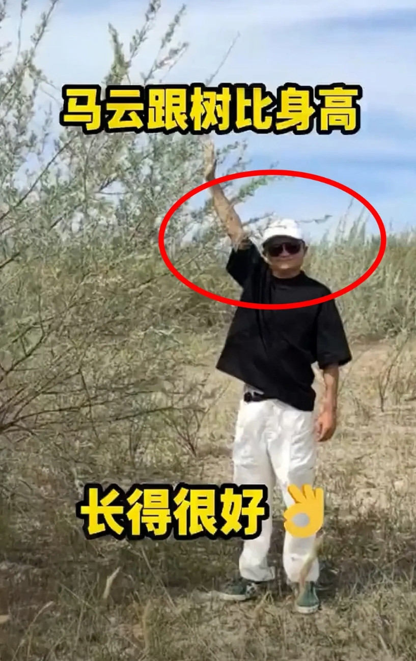 不查不知道查了才知道，原来马云八年前种下的虚拟树苗，八年后的今天长成什么样了