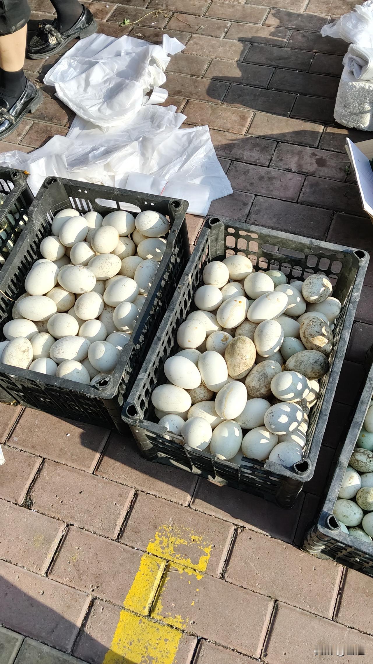 哈尔滨市场上卖的鹅蛋不便宜！一早上逛早市问价，要五块钱一个而且商贩说是笨
