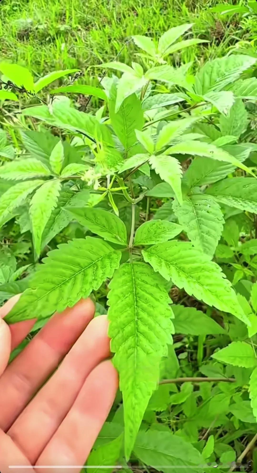 黄荆是一种常见的植物，具有多方面价值途：● 药用价值：黄荆以果实、根、茎、叶