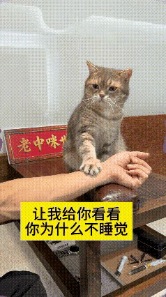 直接被这只小猫给逗乐了。小猫稳稳蹲在桌上，主人刚把把脉的小枕垫摆好，它十分懂