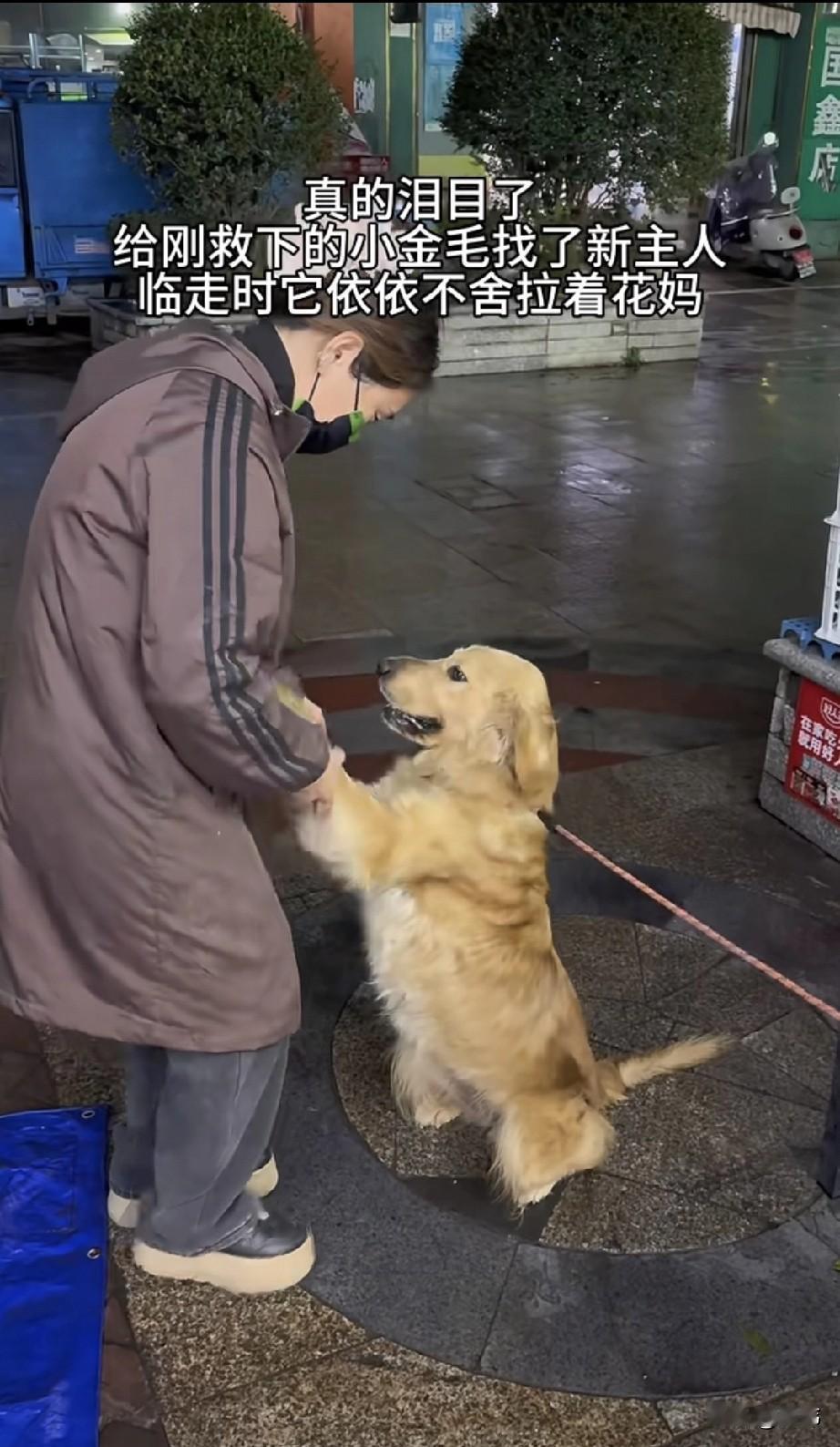 泪目了！一位人美心善的美女爱心博主这天夜里从狗贩子手里救下了一只小金毛狗狗，她立
