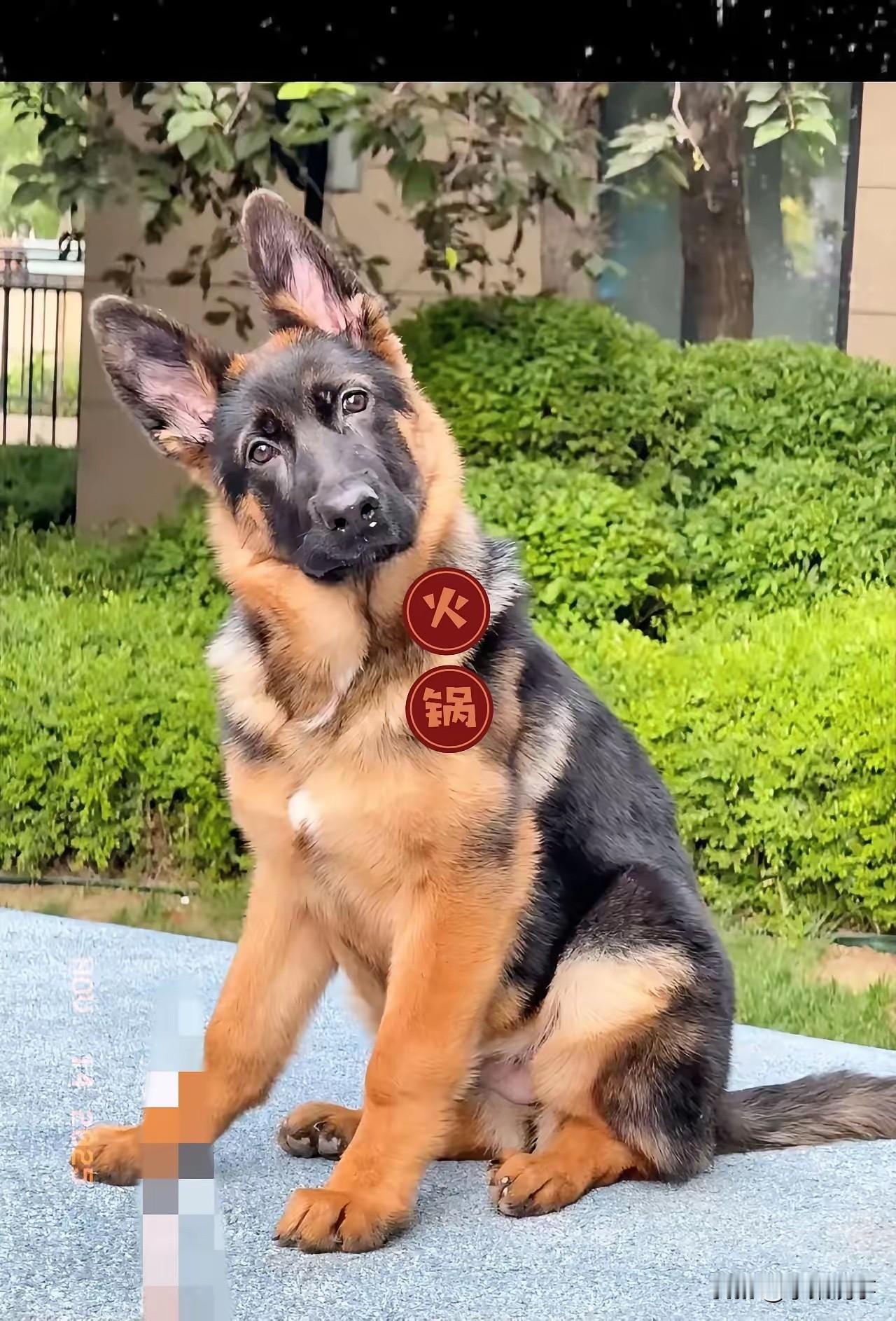 山西案子不该有争议，说明法治尚未进步。1.狗咬人，人打死狗，属于合理行为，狗主