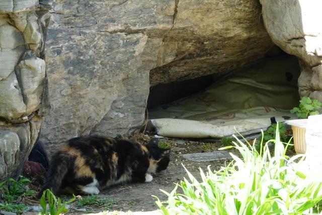 调查|买得轻松、丢得随意, 弃养宠物坠入监管空白