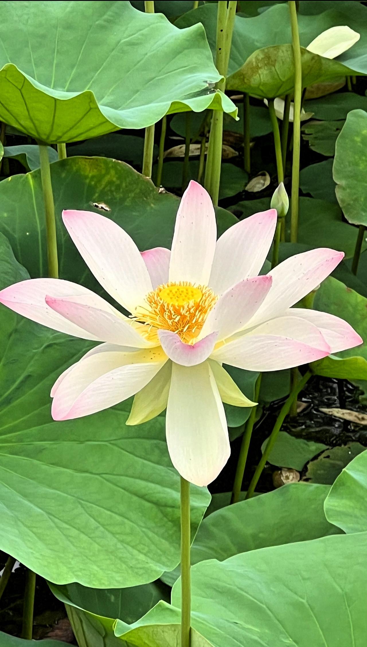 荷花美如画：出淤泥而不染，濯清涟而不妖