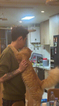 看这画面，真的被猫咪的细腻暖到了。主人走近时，它立刻主动叫唤迎上去，眼神里满是期