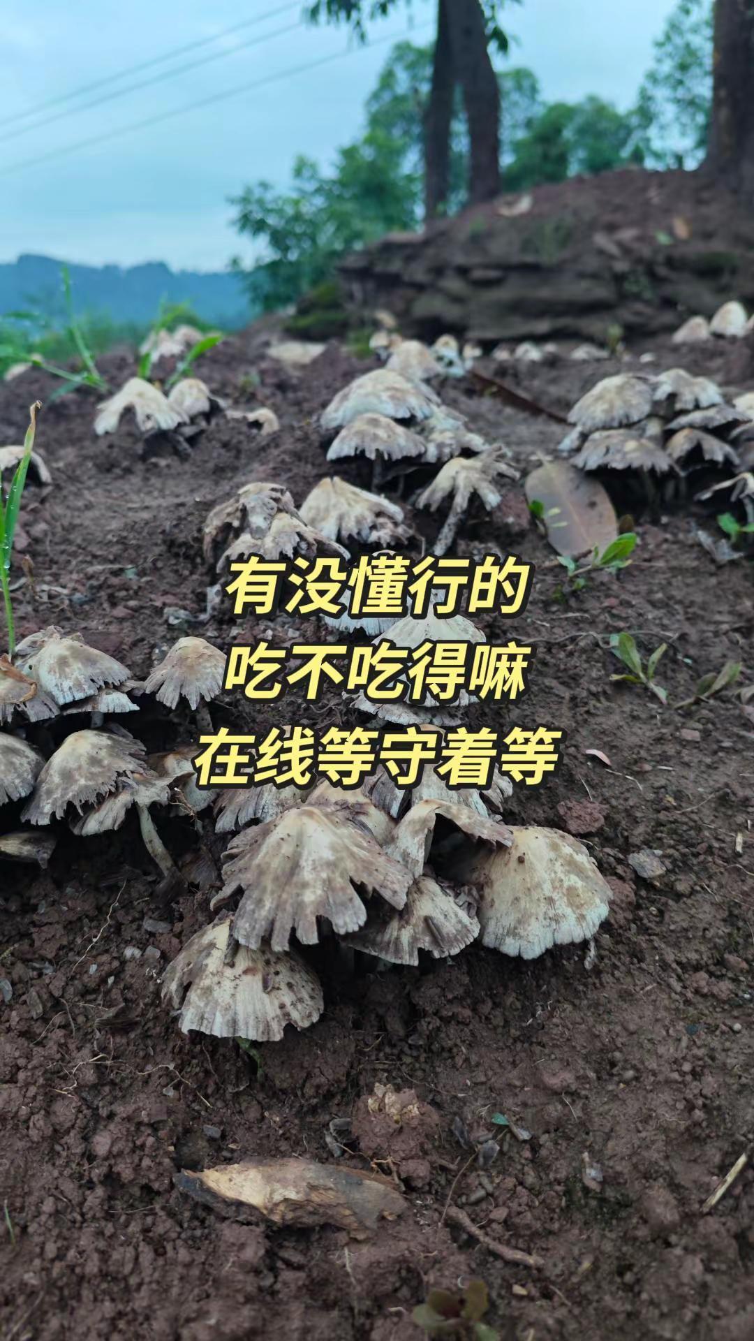 这是啥蘑菇，躺否?徒步野采蘑菇