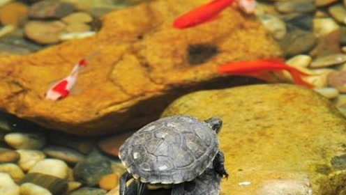 11833088506928771590.jpg?id=0