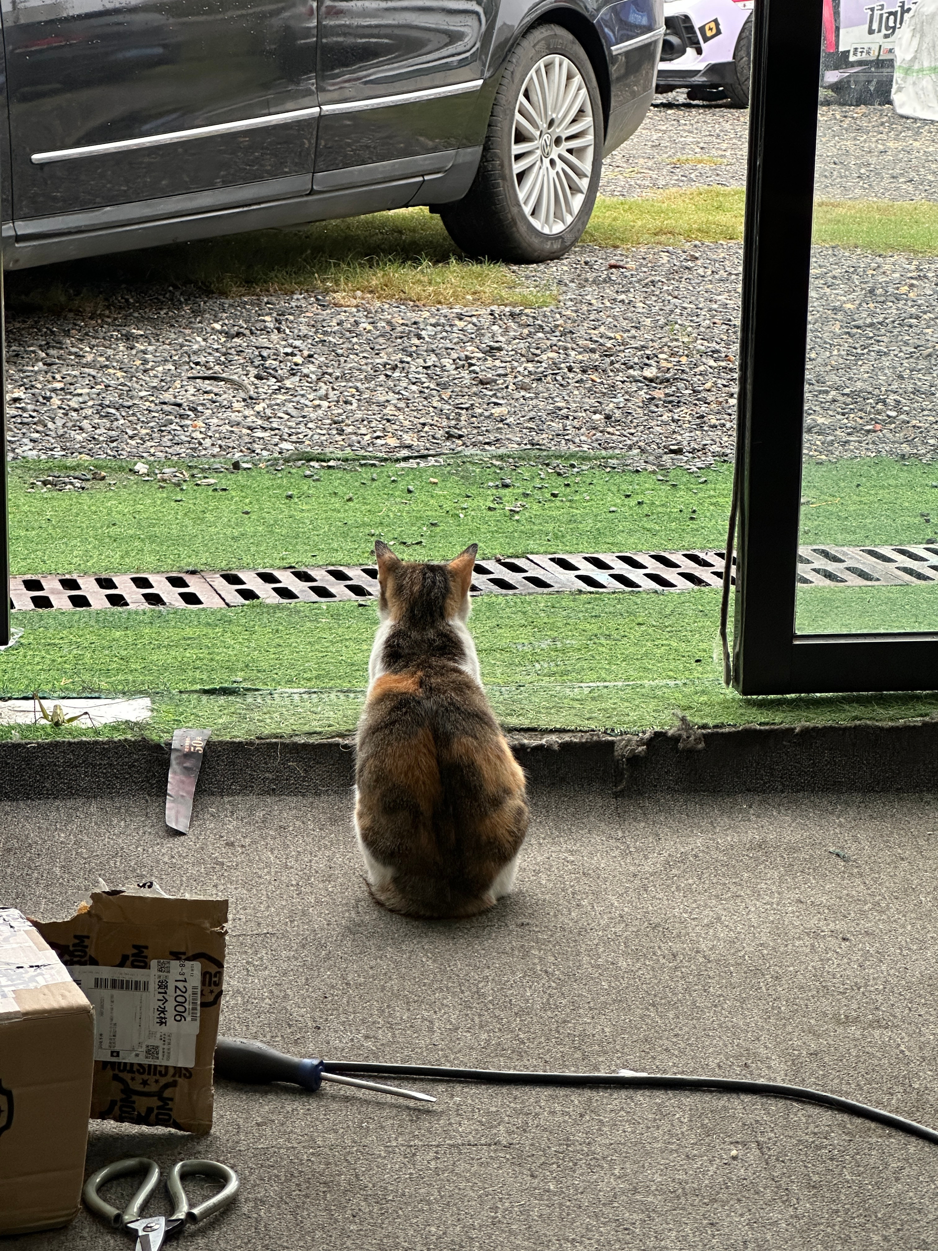 猫只要一绝育就会膨胀。​​​