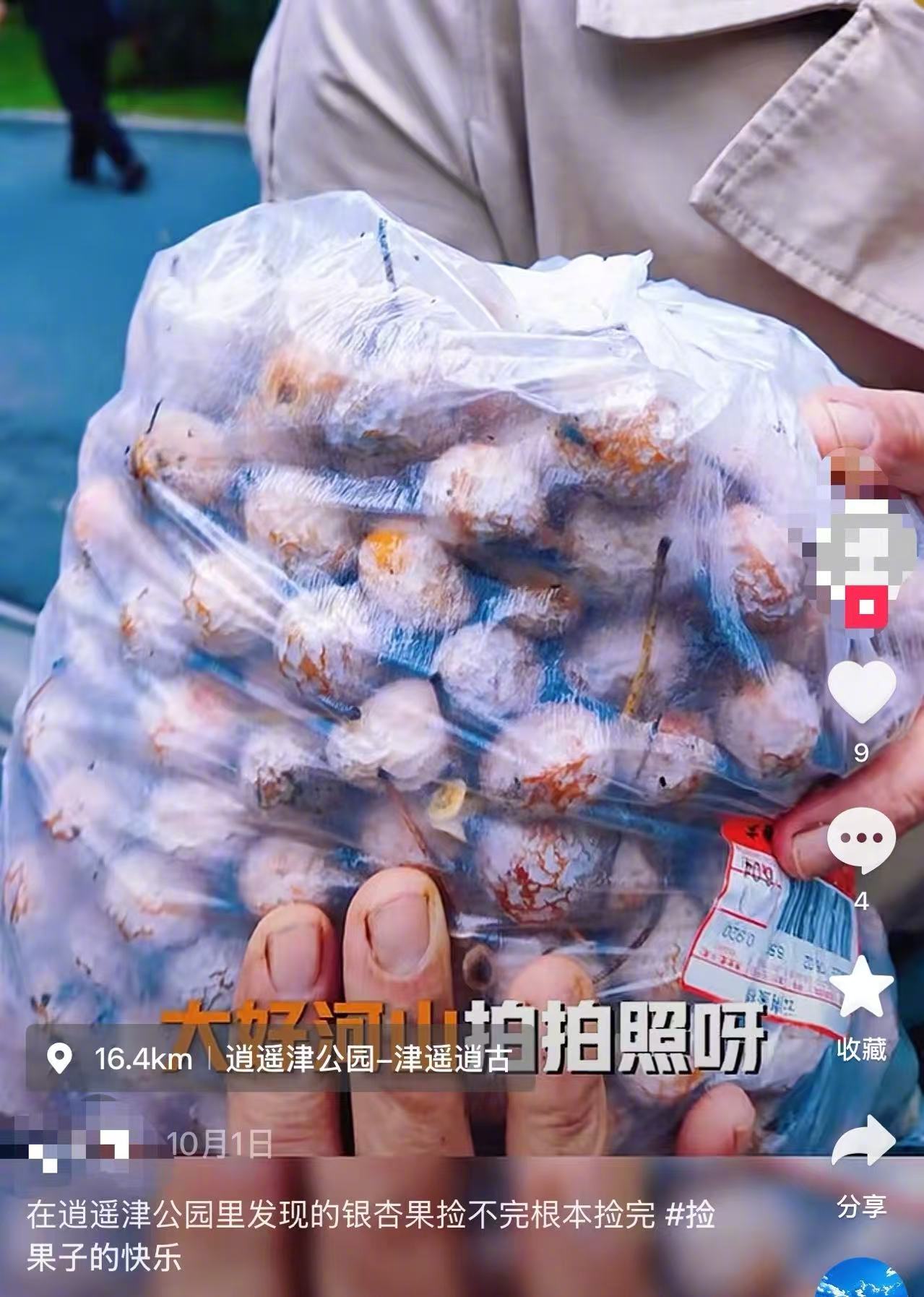 【“捡秋”要当心！专家提醒：#路边银杏果别捡别摸别吃#】#医生提醒捡银杏易引发