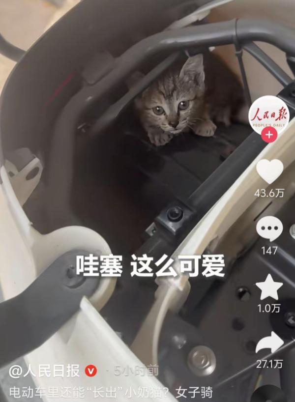 没想到上人民日报了！女子骑电瓶车时总能听见猫叫，车停了又不叫，找遍全车也没找到，