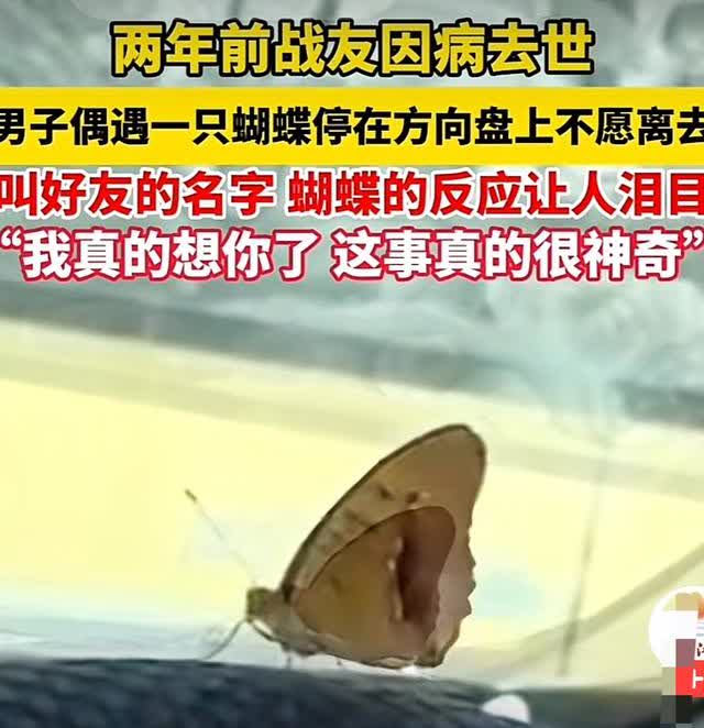 奇妙的缘分！一男子偶遇一只蝴蝶停在方向盘上不愿离去，他叫了离世两年好友的名字，蝴