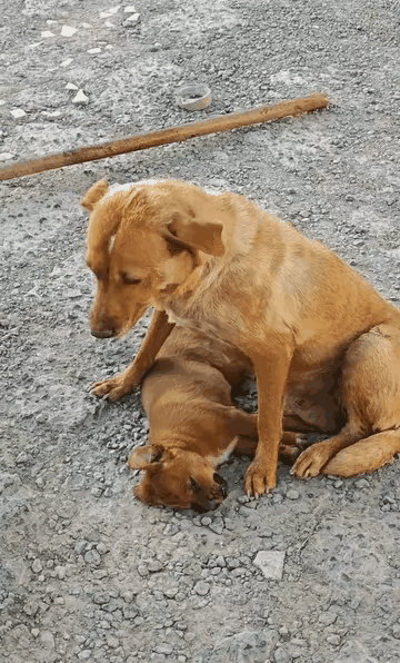 谁能想到，一只流浪狗妈妈拼尽全力守护的最后一点温暖，会被少年的拳头轻易碾碎？