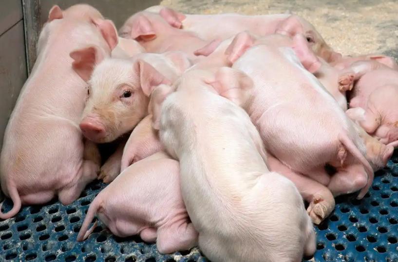 猪肉价格跌至低位一头亏百元，普通人捡漏囤货，还是踏入市场陷阱？我是小派。近期