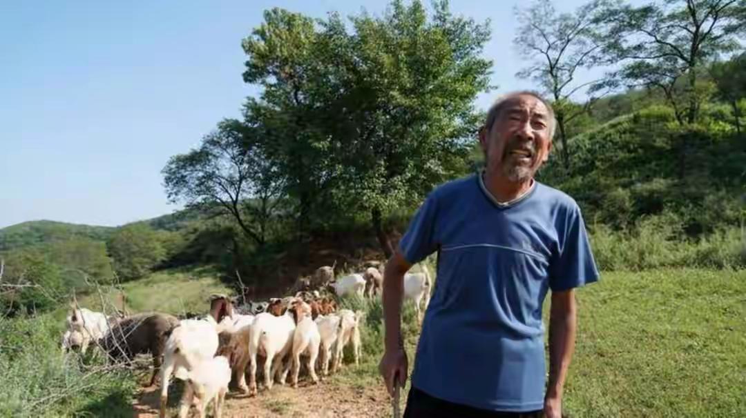 细思极恐无解谜团！河北75岁老汉熟山放羊，50只羊全回唯独人影全无。（个人观