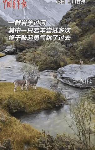 四川一女子去甘孜旅游，偶遇一群岩羊过河，结果，其他羊一跃而过，只有一只岩羊，犹犹