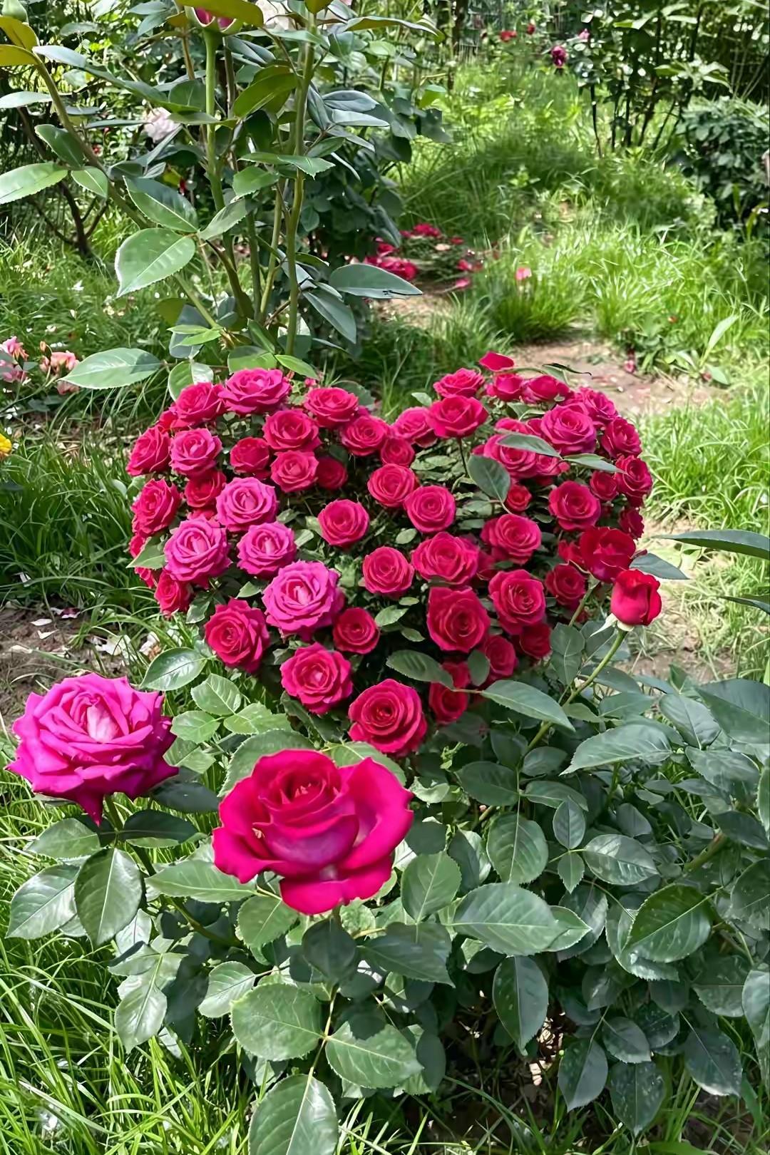 花开如梦美如画漂亮花朵如此美丽！