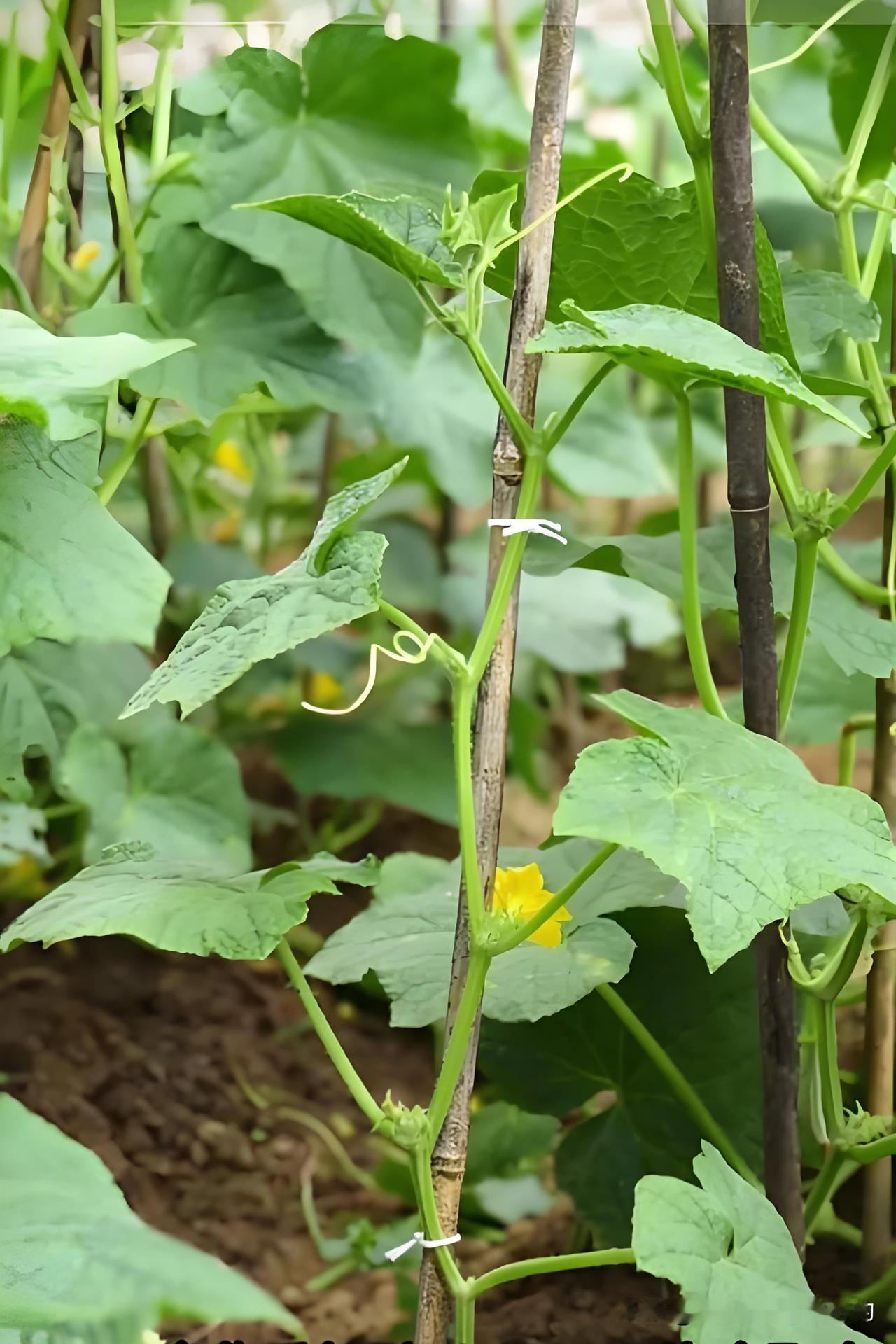 黄瓜8叶期关键管理，这样做可减少1/4养分浪费当黄瓜长出约8片叶子，株高约半米