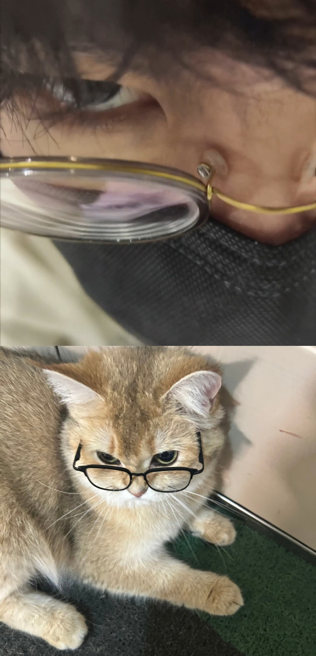 马洋🐱马洋看得出他是只猫～萌的我有点受不了了