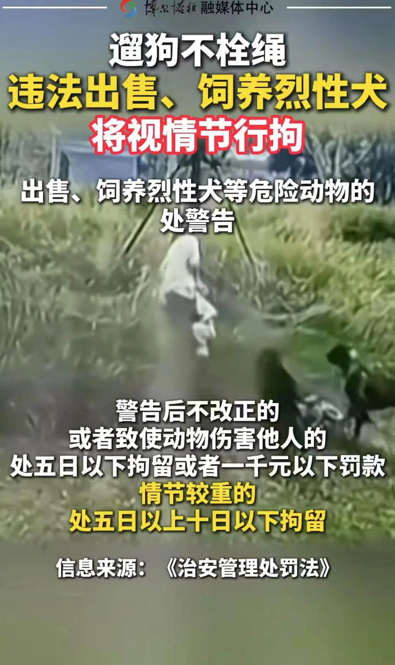 养狗的天要塌了！新规规定：遛狗不拴绳，导致狗咬人的，狗主人掏医药费不说，还要被拘