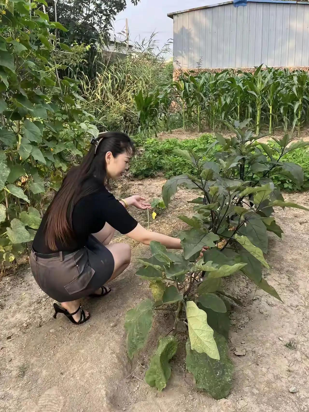 美女来菜园摘点茄子，秋天的茄子是个宝，可以食药两用，老辈人说秋茄入秋是菜，过了季