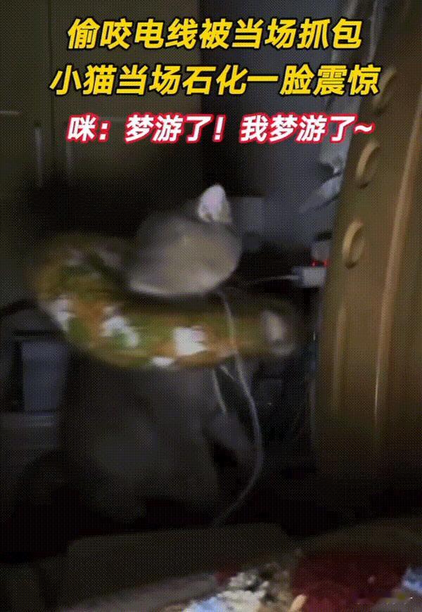 万物皆有灵性！北京，猫咪晚上偷咬手机充电线，当被主人当场抓包后。它瞬间石化并且一
