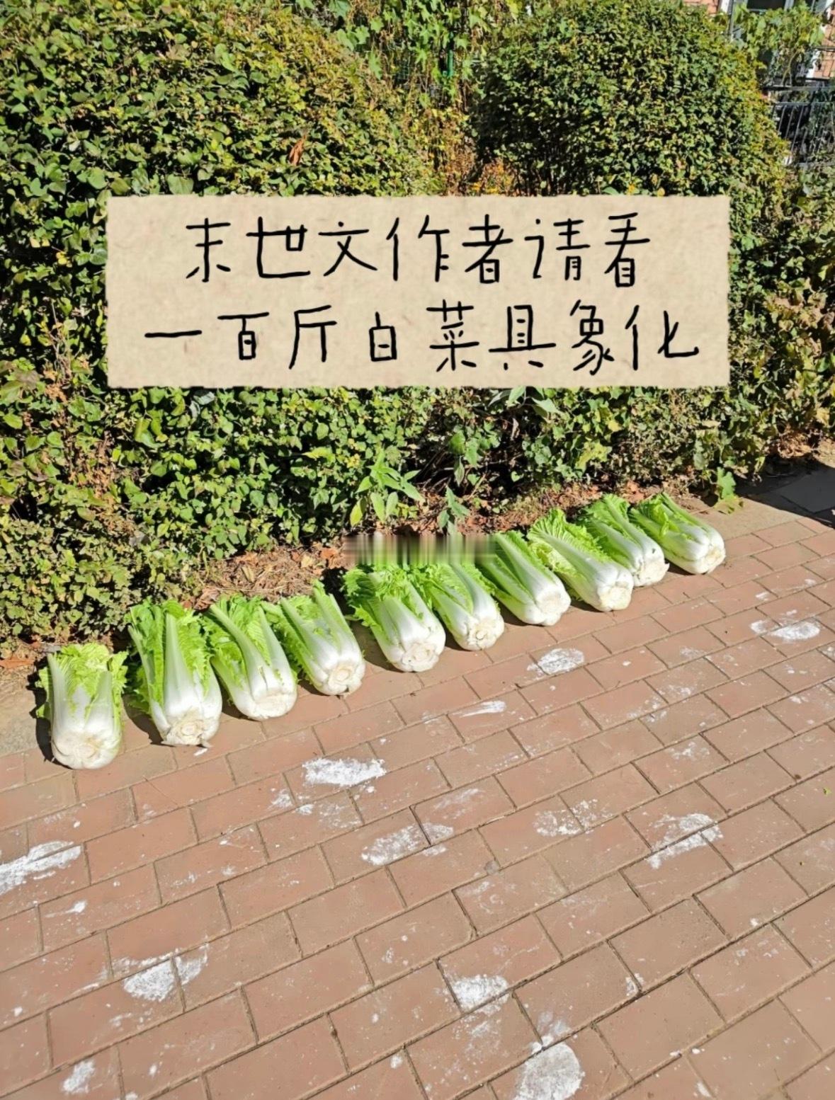 我不信，一颗白菜能有10斤？我要去买一颗验证验证​​​