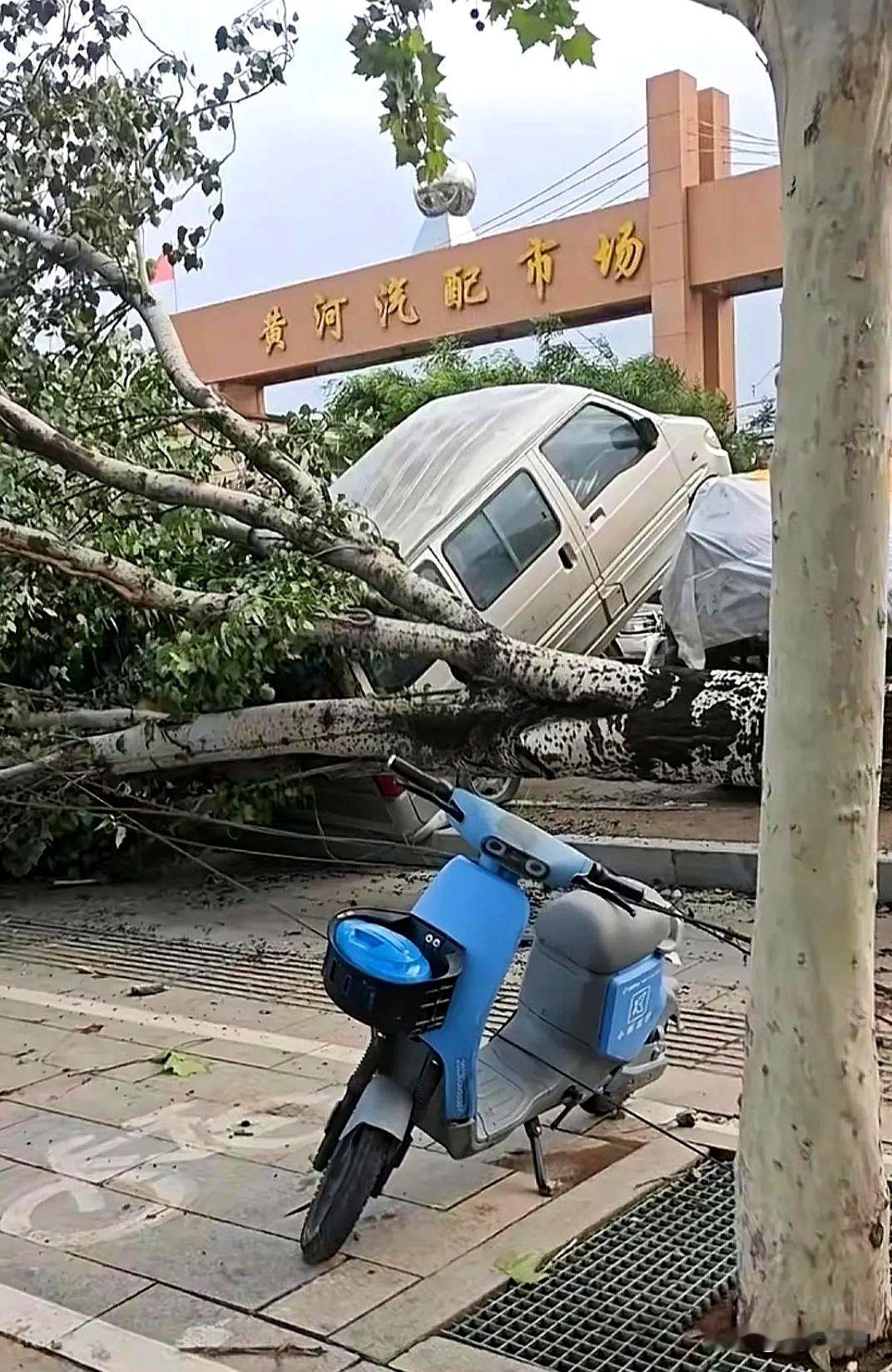 运城的风有多大？不到半个小时的时间，黄河汽配城门口有一棵种了十几年的大树直接