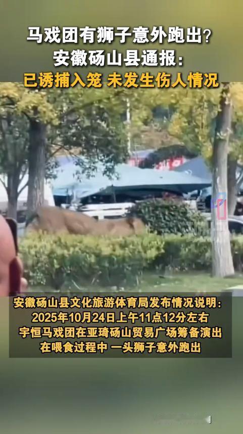 “太吓人了!”10月24日安徽宿州,一男子路边散步时,忽然看到绿化带中有头狮子跑