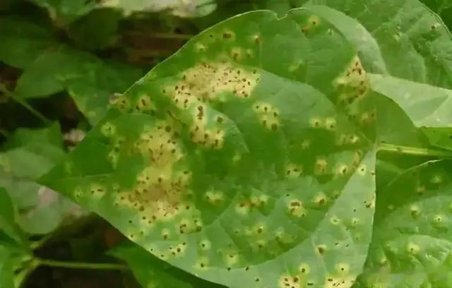 种植豆角如何预防锈病?