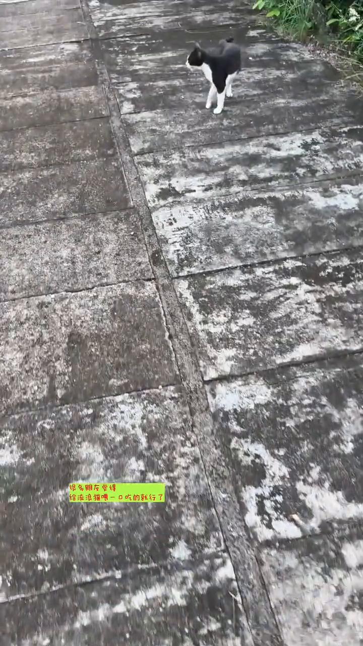 您给流浪猫准备清水了吗？很多朋友觉得给流浪猫喂一口吃的就行了，殊不知猫粮太干了