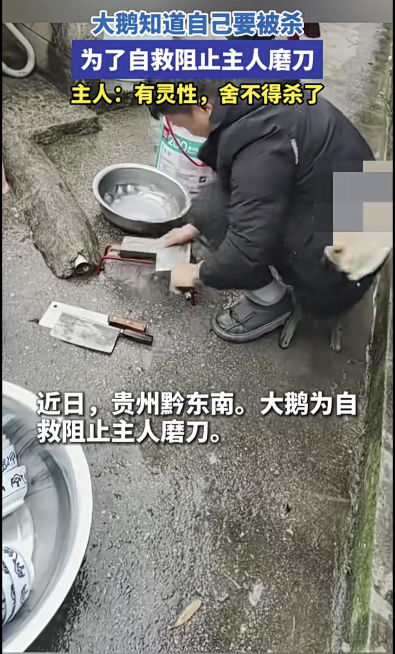 大鹅知道自己要被杀，为了自救阻止主人磨刀。主人：有灵性，舍不得杀了。
