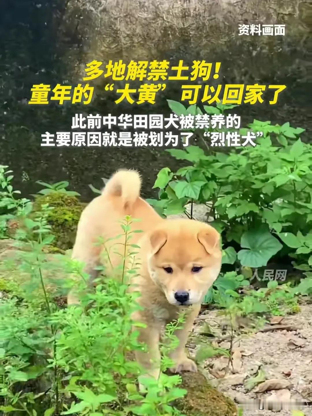 中华田园犬被定义为烈性犬，在城市被禁养，这让许多田园犬爱好者，觉得很无可奈何。但