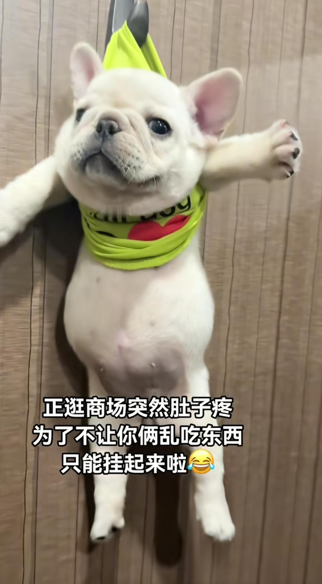 正在逛商场突然肚子疼怕这俩乱吃东西只能挂起来了艾玛，这坐的好老实，好听话