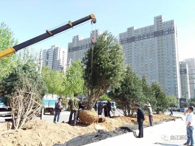 计划4月30日前完成绿化乔木及灌木球栽植,12月底全面完工.