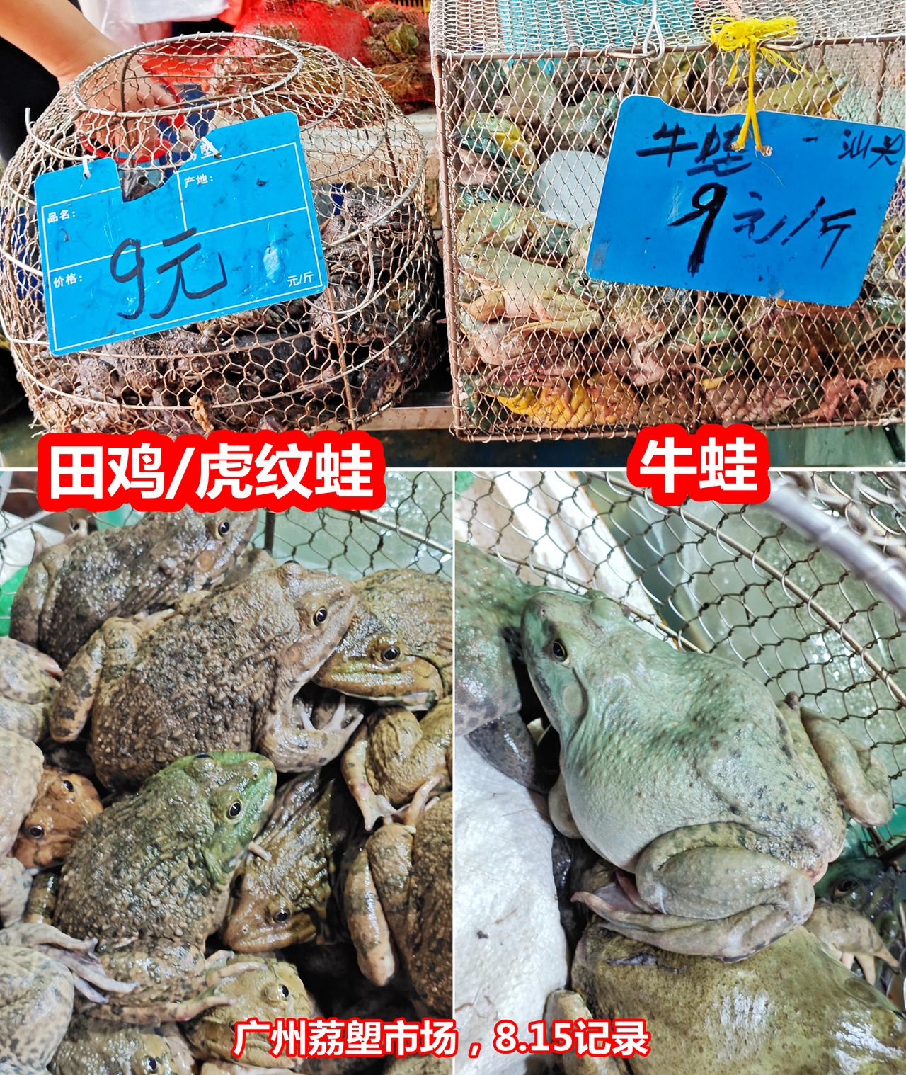 广州荔塱，牛蛙、田鸡（虎纹蛙），都是9元。好便宜，看来牛蛙农残事件，还是影响