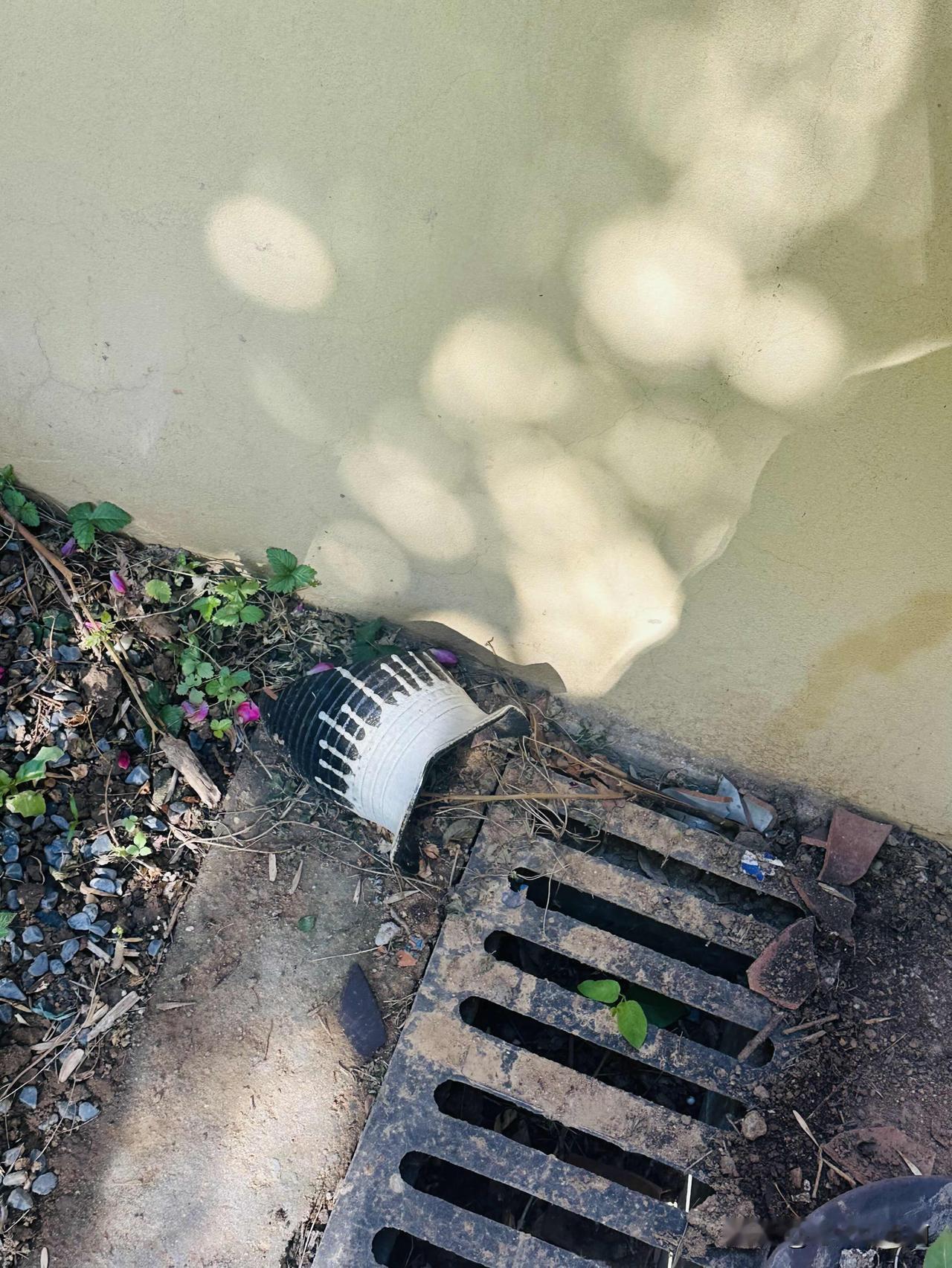 看着我种的花碎了一地，我又一次对院子里这几只流浪猫起了“杀心”。我给它们安排了