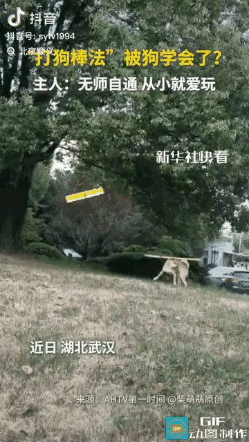 简直解释不清！武汉这只小狗怕不是偷偷看过武侠片。