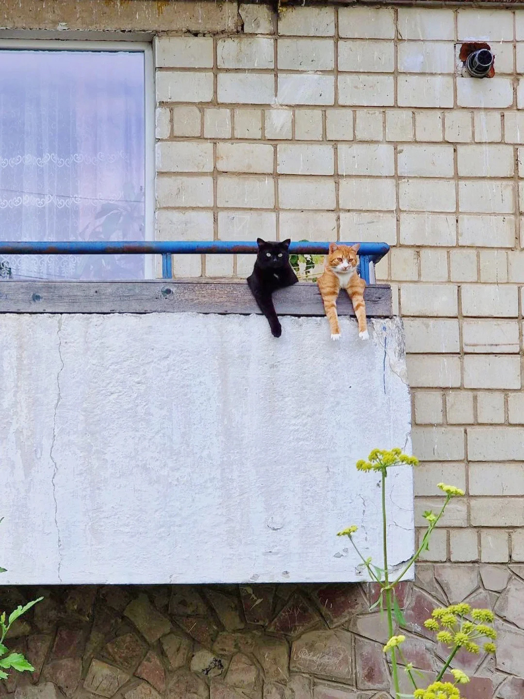 挂在阳台上看车来人往的两只猫猫