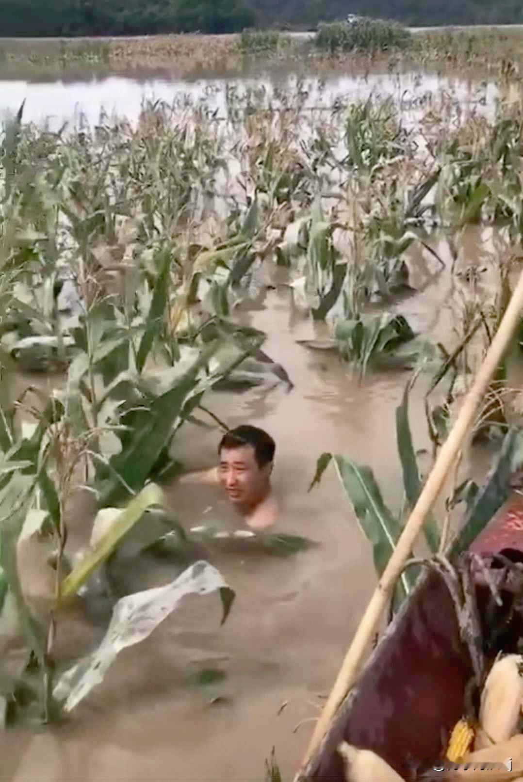 这几天的秋雨让河南、山东的农户们愁坏了！玉米地化作一方“小池塘”，收割机深陷泥