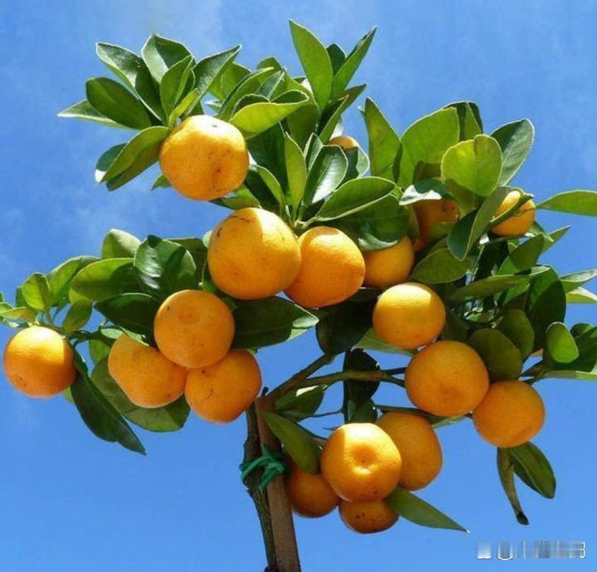 石榴树，多子多福。枣子树，早生贵子。银杏树，招财旺主。银杏树，健康长寿。桔子