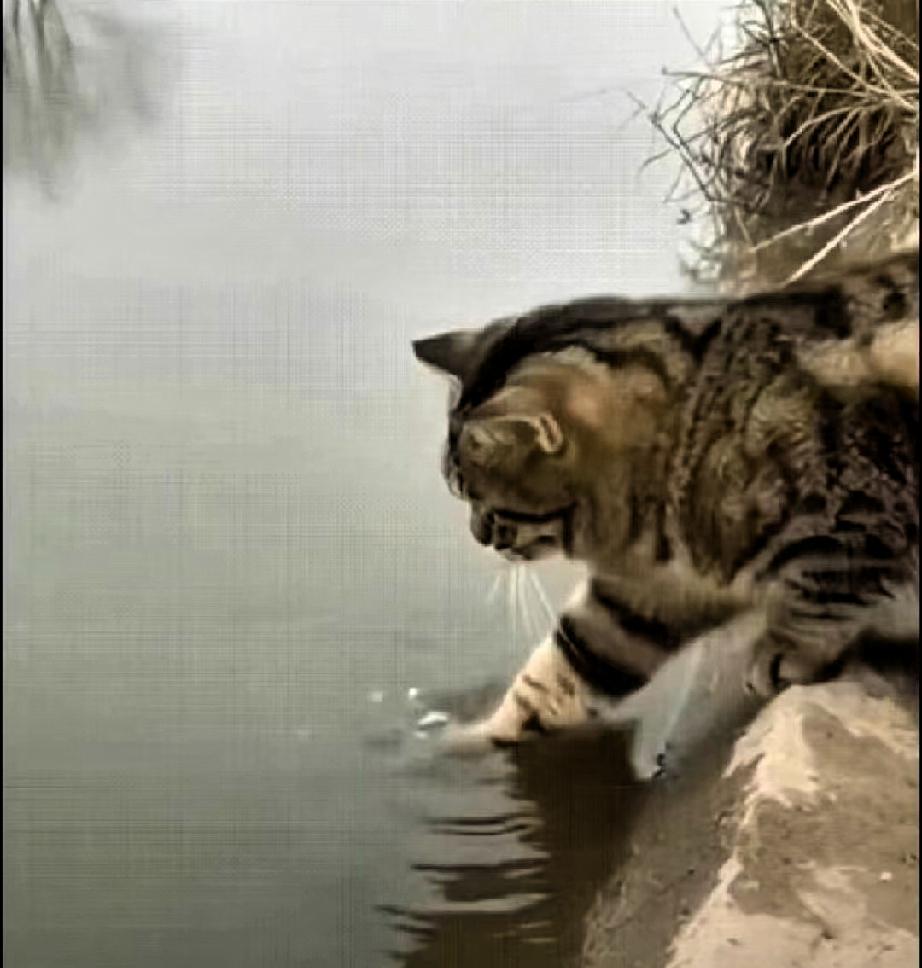 “万万没想到！″一只狸花猫，站在河边，直接把一只爪子放进水里。我起初还以为它
