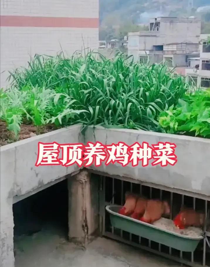 这才是种菜的天花板，不服就来比拼😡用空心砖砌了个半米高的水泥台上面种菜