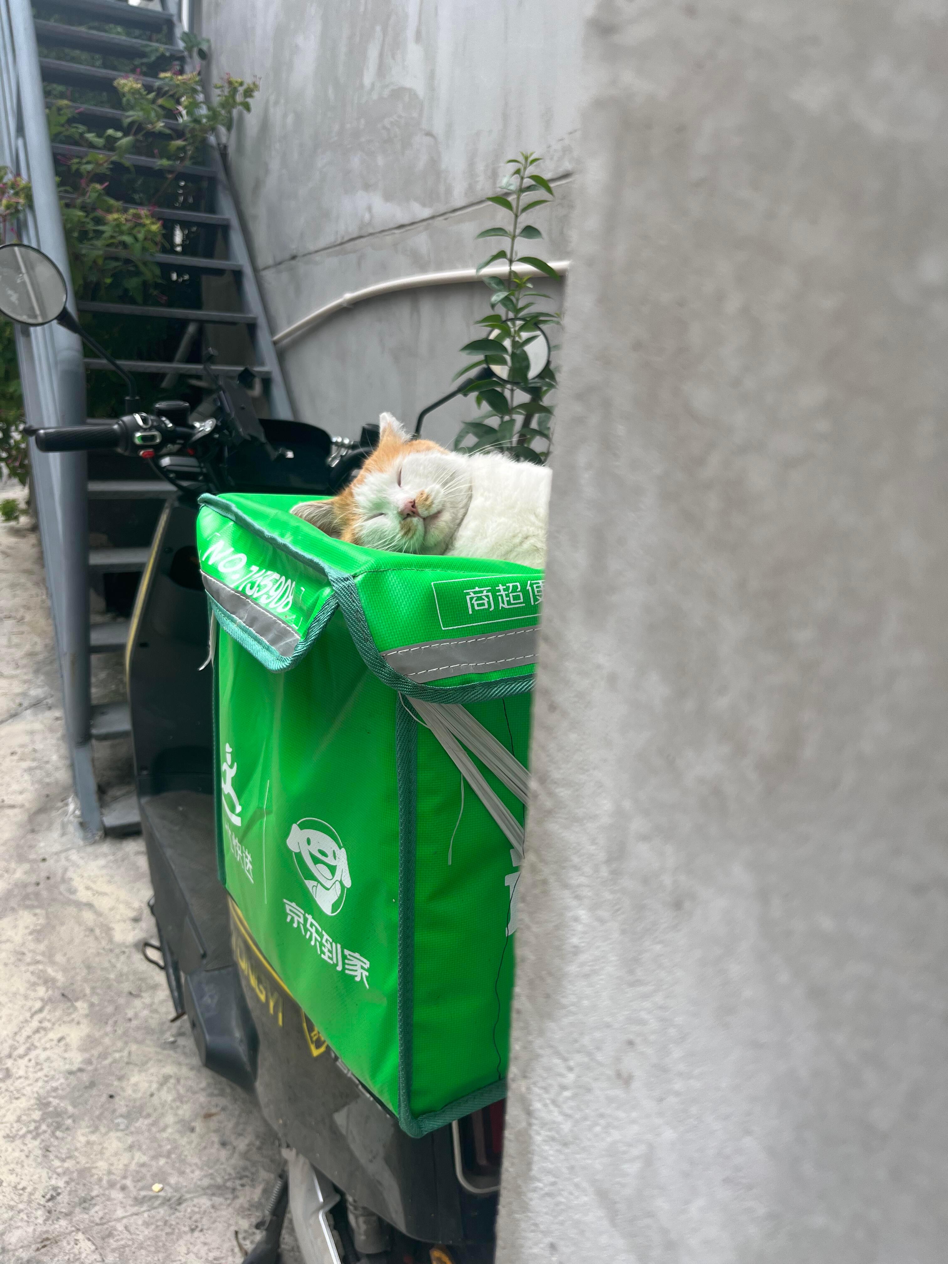 猫师傅把箱子睡塌了​​​
