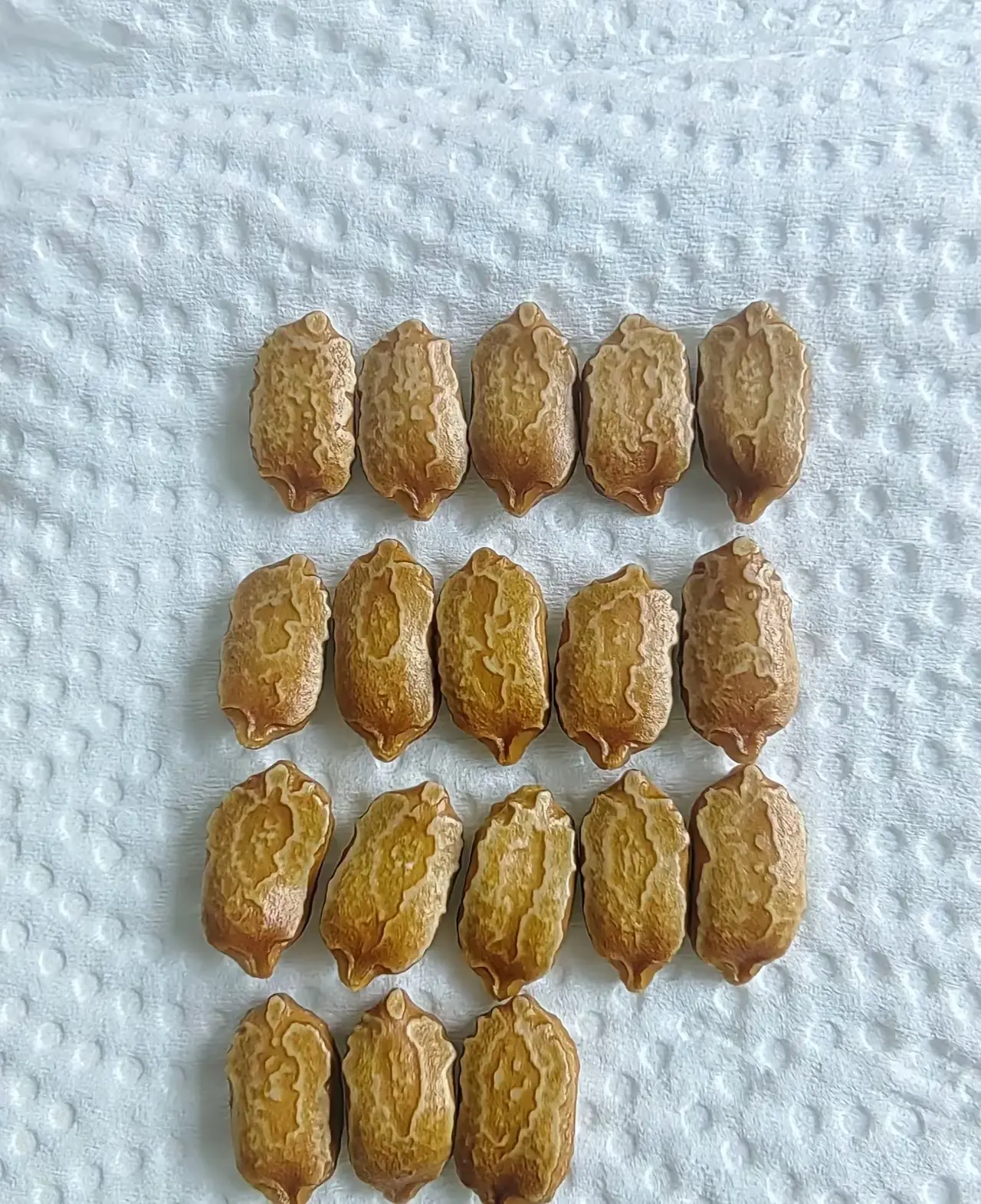 你猜这是什么种子？有人知道不
